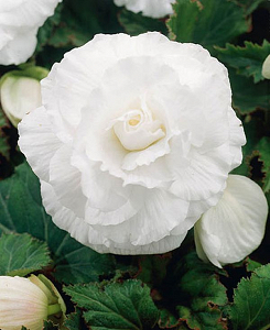 Βολβός Μπιγόνια Διπλή Λευκή Begonia Double White