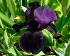 Βολβός Ίριδα Iris Germanica Black