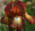 Βολβός Ίριδα Iris Germanica Bronze