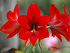 Βολβός Αμαρυλλίδα Μονή Κόκκινη Amaryllis Red