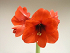 Βολβός Αμαρυλλίδα Μονή Πορτοκαλί Amaryllis Orange