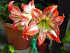 Βολβός Αμαρυλλίδα Μονή Amaryllis Striped