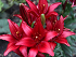 Βολβός Ασιατικό Λίλιουμ Lilium Asiatic Red County