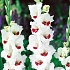 Βολβός Γλαδιόλα Gladiolus Fiorentina