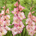 Βολβός Γλαδιόλα Gladiolus Priscilla