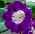 Βολβός Γλοξίνια Gloxinia Hollywood