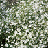 Βολβός Γυψοφίλη Gypsophila Perfecta