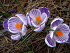 Βολβός Κρόκος Crocus Vernus Crocus Pickwick