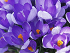 Βολβός Κρόκος Crocus Vernus Grande Maitre