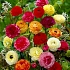 Βολβός Νεραγκούλα Μίγμα Ranunculus Mix