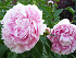 Βολβός Παιώνια Paeonia Sarah Bernhardt