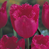 Βολβός Τουλίπα Tulip Fringed Burgundy Lace