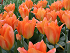 Βολβός Τουλίπα Tulip Orange Toronto