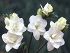 Βολβός Φρέζια Λευκή Διπλή Freesia Double White