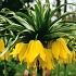 Βολβός Φριτιλλάρια Fritillaria Lutea