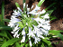 Βολβός Αγάπανθος Agapanthus White