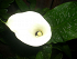 Βολβός Κάλλα Calla White