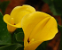 Βολβός Κάλλα Calla Yellow